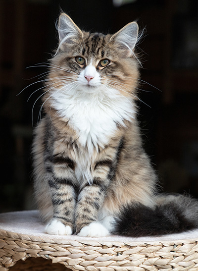 Angela - 4 months old