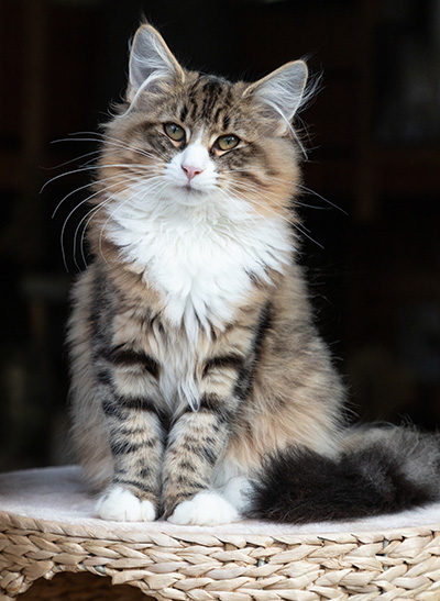 Angela - 4 months old