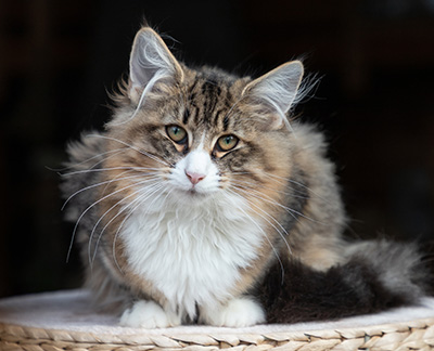 Angela - 4 months old