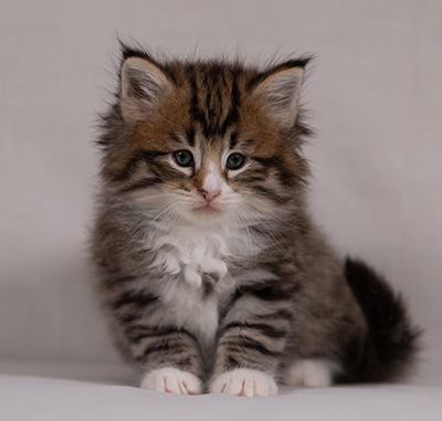 Barthold - 5 weeks old