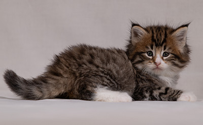 Barthold - 5 weeks old