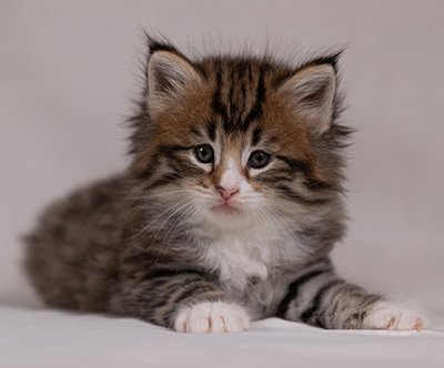 Barthold - 5 weeks old