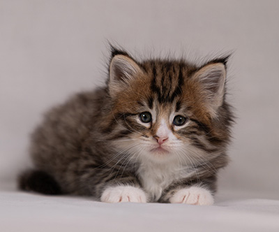 Barthold - 5 weeks old