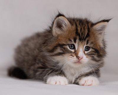 Barthold - 5 weeks old