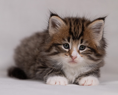 Barthold - 5 weeks old