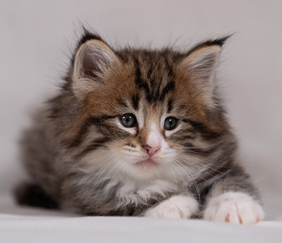 Barthold - 5 weeks old
