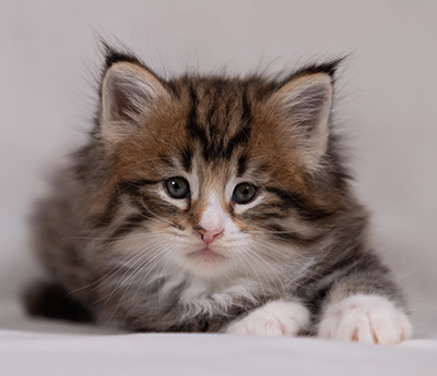 Barthold - 5 weeks old