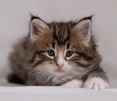 Barthold - 5 weeks old