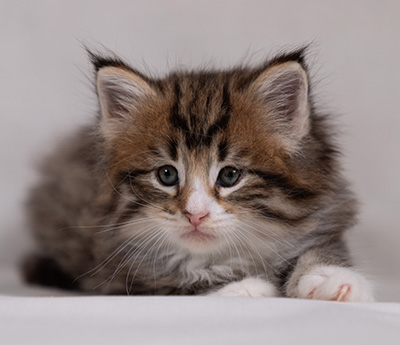 Barthold - 5 weeks old