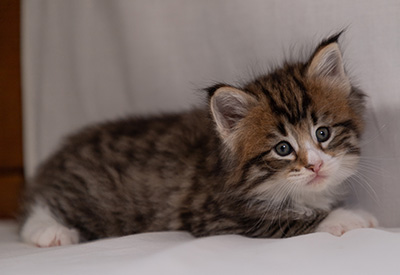 Barthold - 5 weeks old