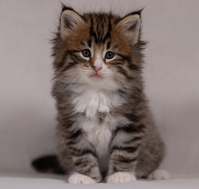Barthold - 5 weeks old