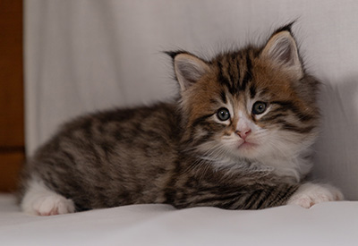 Barthold - 5 weeks old