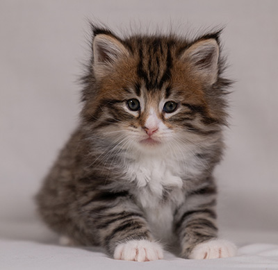 Barthold - 5 weeks old