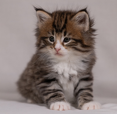 Barthold - 5 weeks old