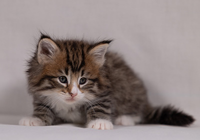 Barthold - 5 weeks old