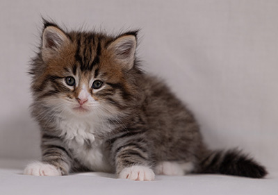 Barthold - 5 weeks old