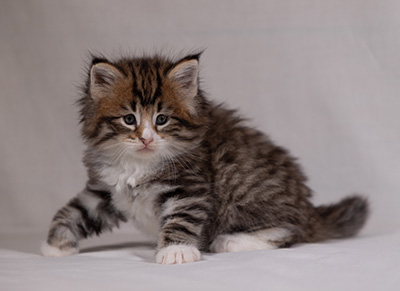 Barthold - 5 weeks old