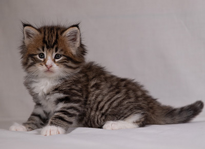 Barthold - 5 weeks old