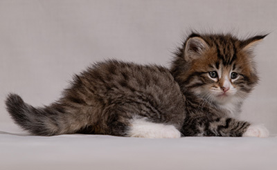 Barthold - 5 weeks old