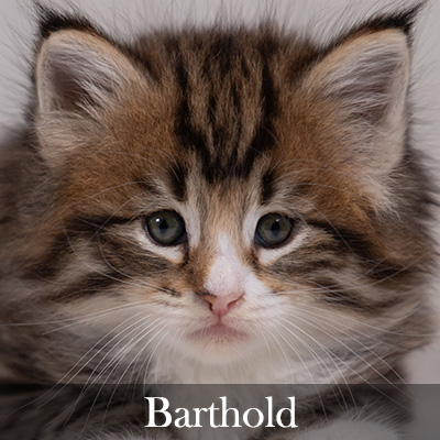 Barthold