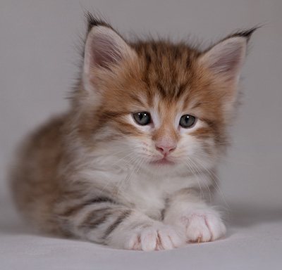 Bendikt - 5 weeks old