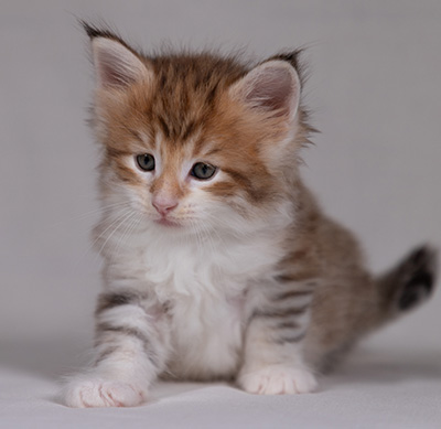 Bendikt - 5 weeks old