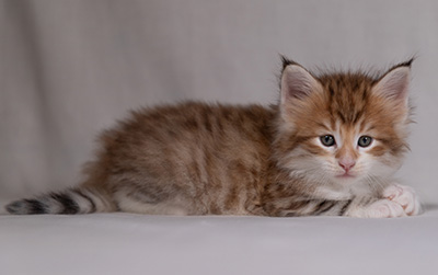 Bendikt - 5 weeks old