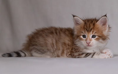 Bendikt - 5 weeks old