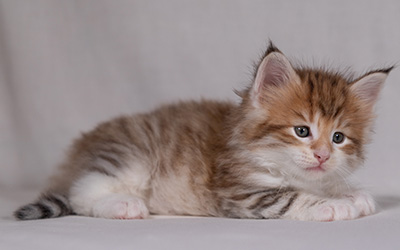 Bendikt - 5 weeks old