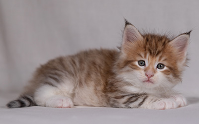 Bendikt - 5 weeks old