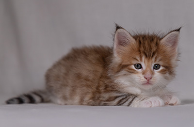 Bendikt - 5 weeks old