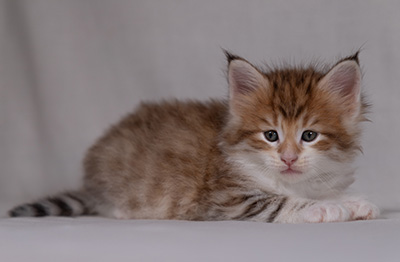 Bendikt - 5 weeks old