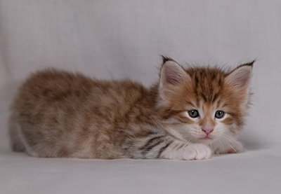 Bendikt - 5 weeks old