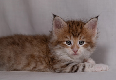 Bendikt - 5 weeks old
