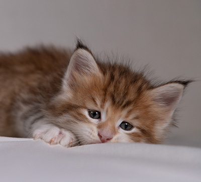 Bendikt - 5 weeks old