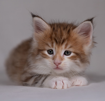 Bendikt - 5 weeks old