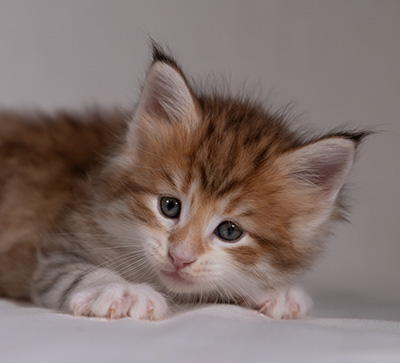 Bendikt - 5 weeks old