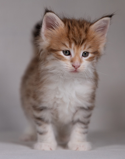 Bendikt - 5 weeks old