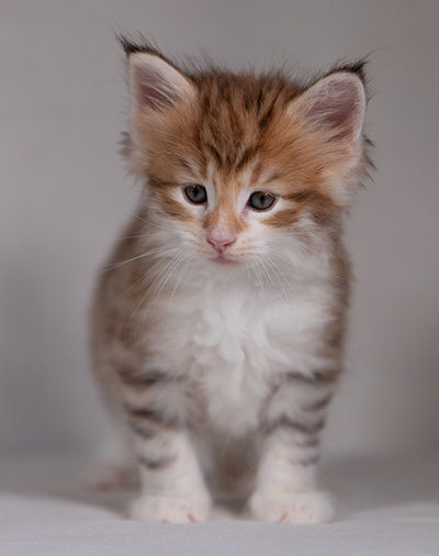 Bendikt - 5 weeks old