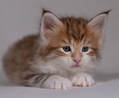 Bendikt - 5 weeks old