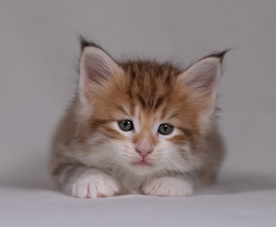 Bendikt - 5 weeks old