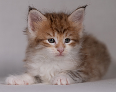 Bendikt - 5 weeks old