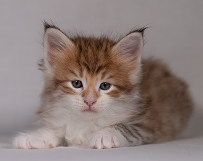 Bendikt - 5 weeks old