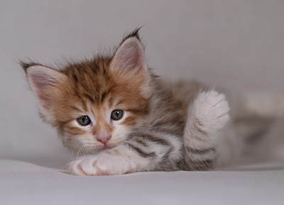 Bendikt - 5 weeks old
