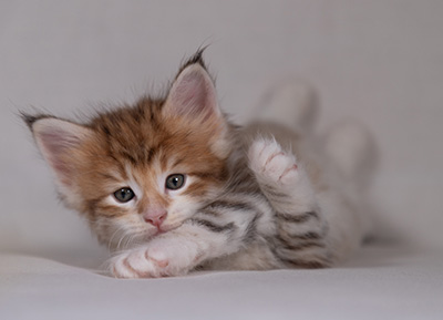 Bendikt - 5 weeks old