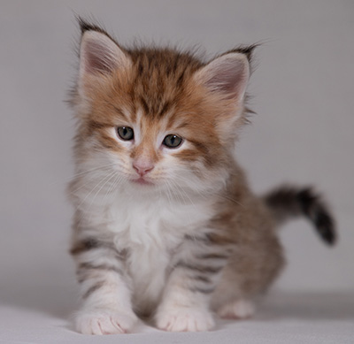 Bendikt - 5 weeks old