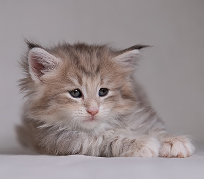 Benneth - 5 weeks old