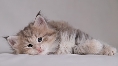 Benneth - 5 weeks old
