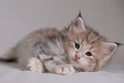 Benneth - 5 weeks old