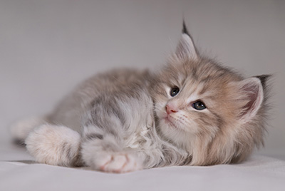 Benneth - 5 weeks old